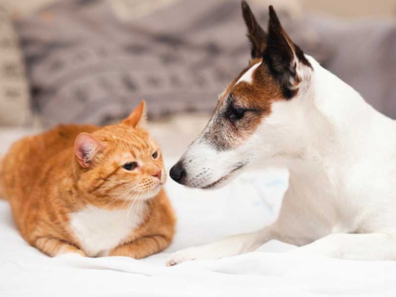 Dog and cat